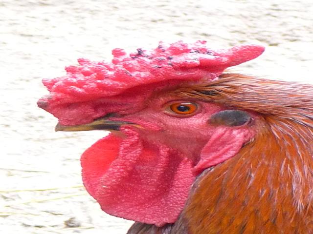 Дербишир Редкап