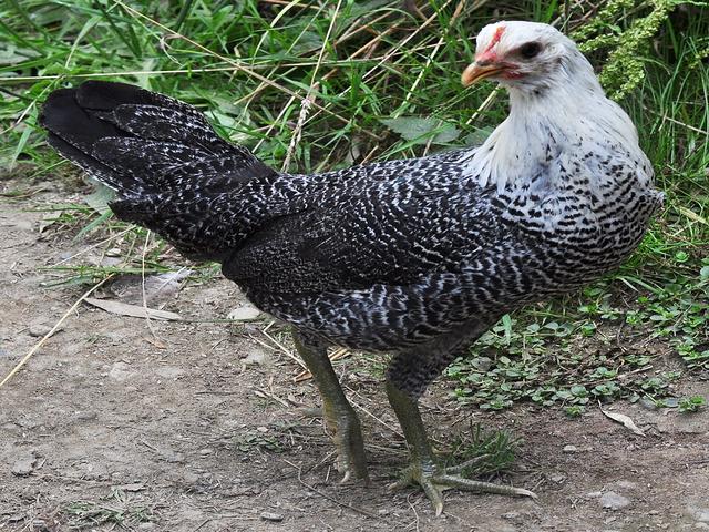 फायोमी
