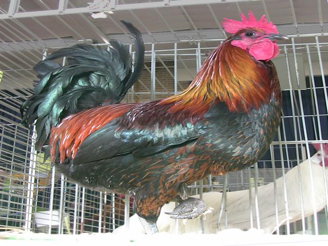 Денизли