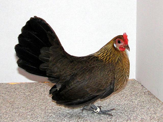 Голландиялық бантам
