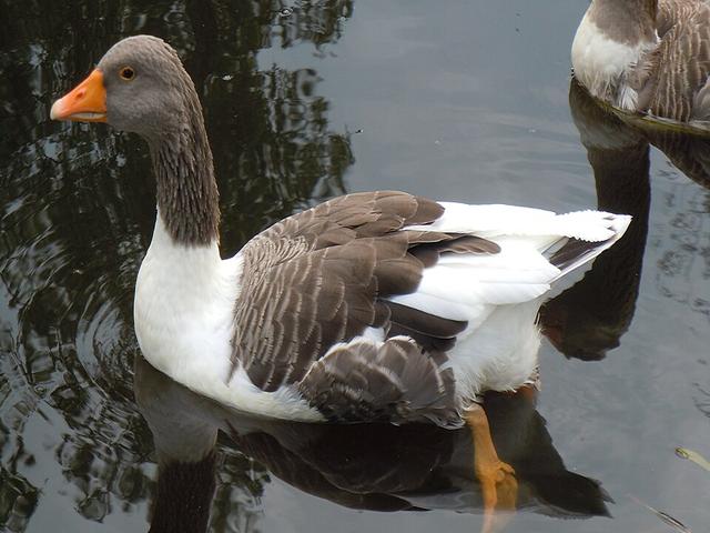 Эланд