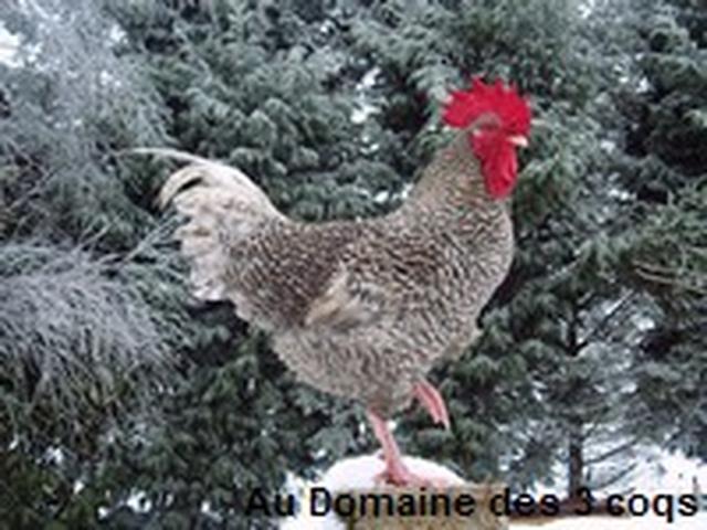 Куку де Фландр