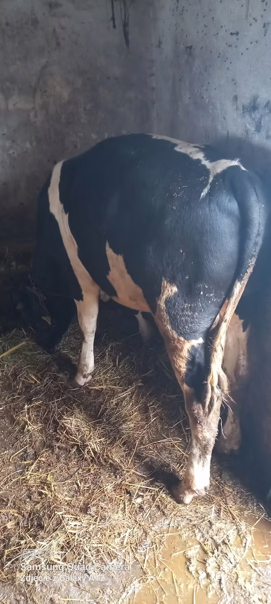 Raza Holstein