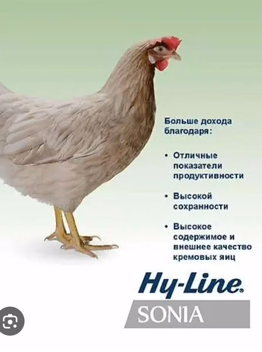 Hy-Line