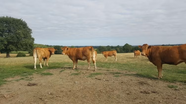 Vaca Limousin