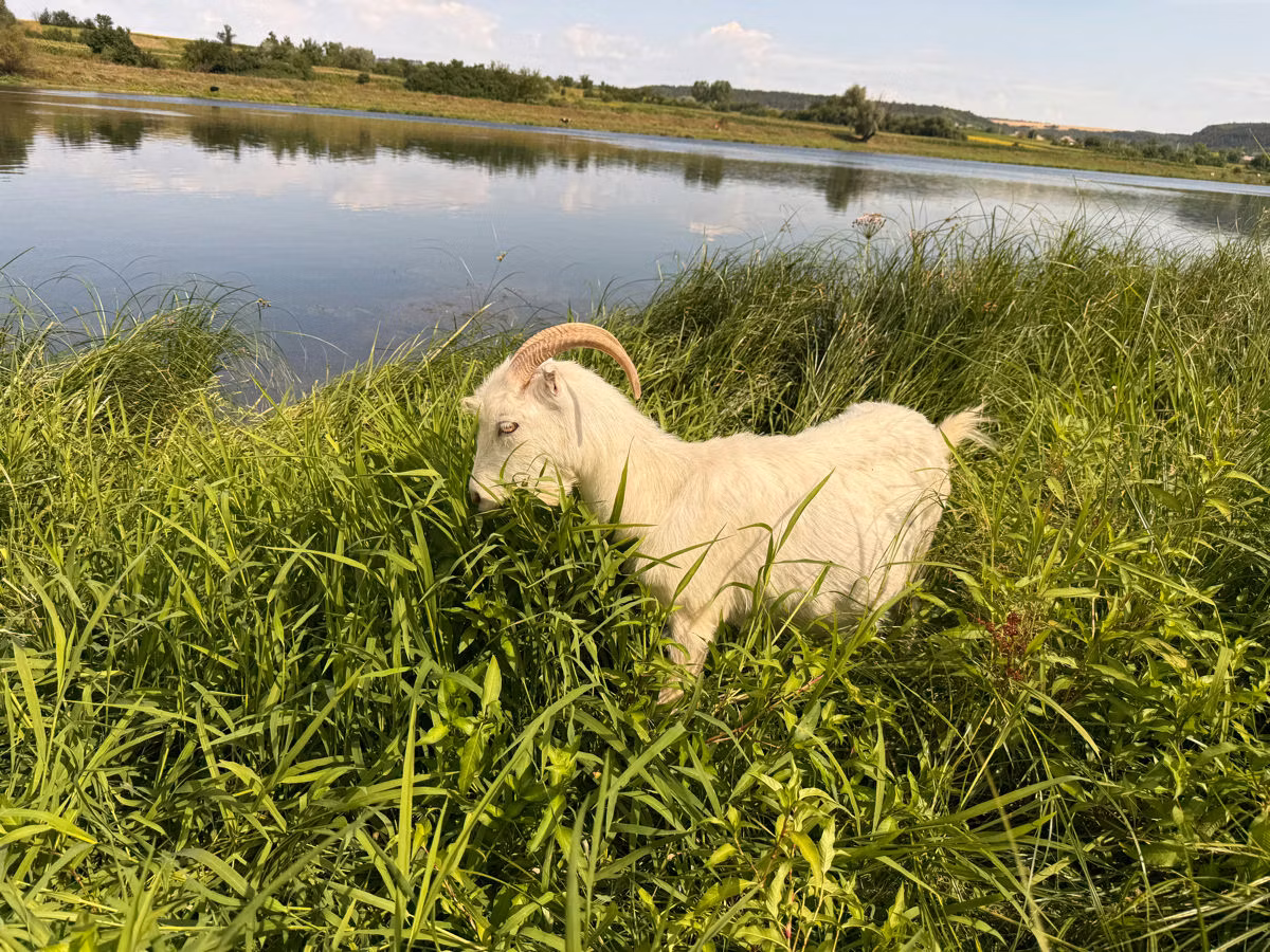LaMancha goats