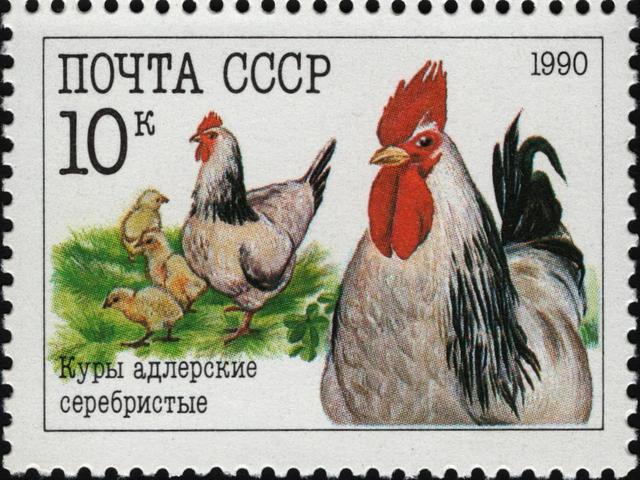 Адлер күміс