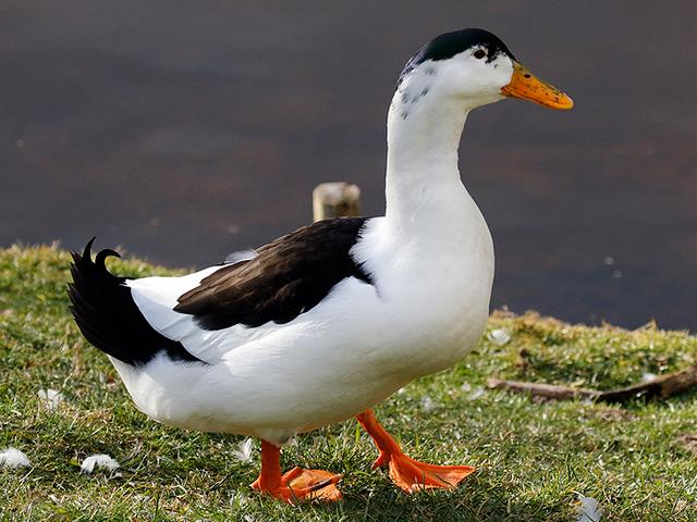 Сауысқан
