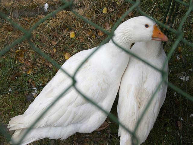 чех