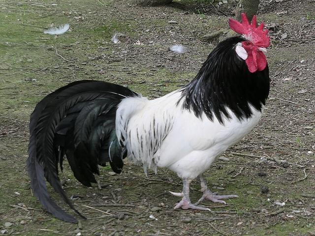 Лакенвелдер