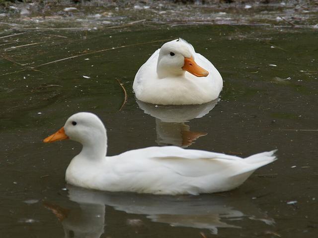 Колл
